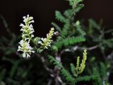 lékořice - bonsai