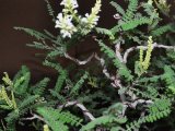 lékořice lysá - bonsai