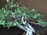 lékořice pěstovaná jako bonsai